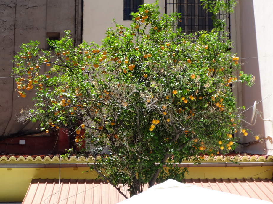 Valencia_2014_24